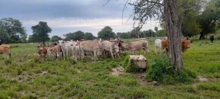 Estancia 9 de junio