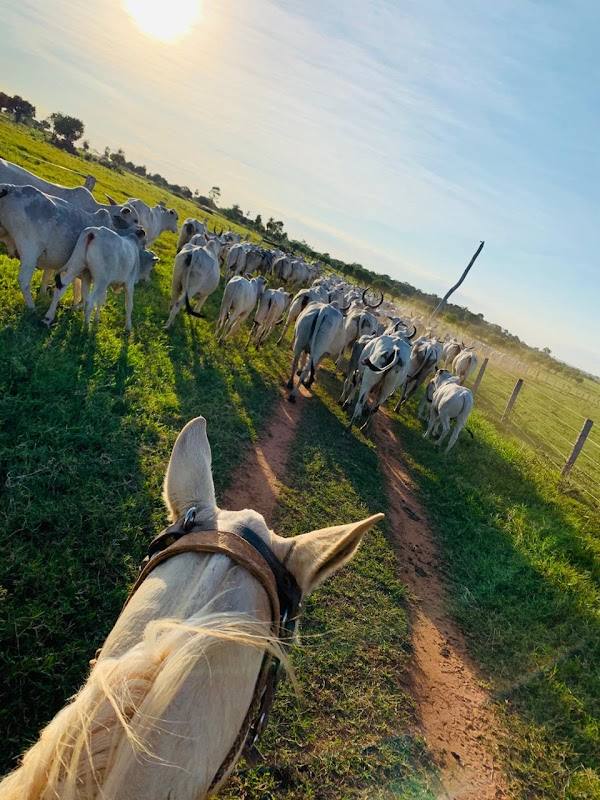Estancia ita guazu Italino Bonamigo