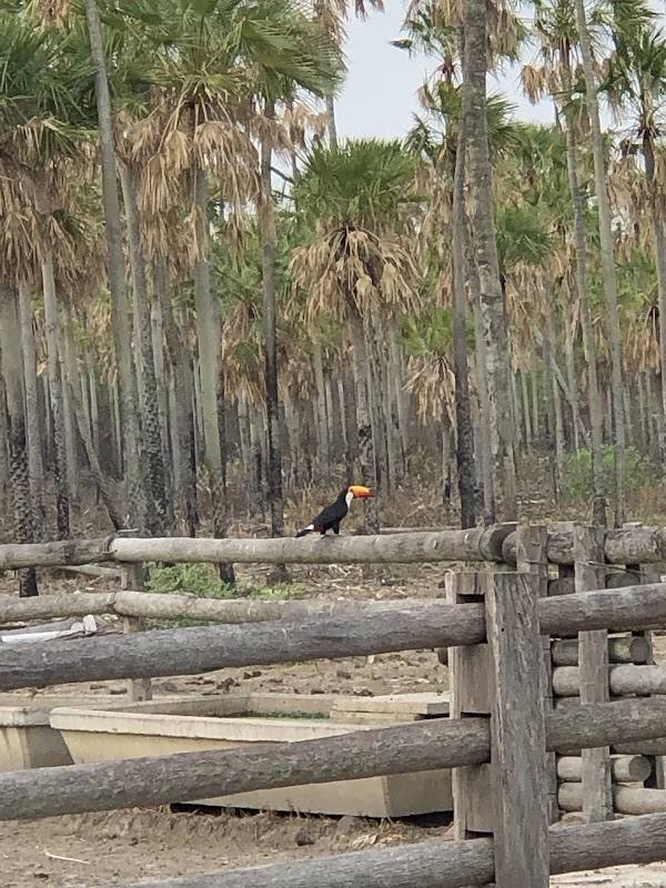 Estancia Samu’u - Toro Pampa Py