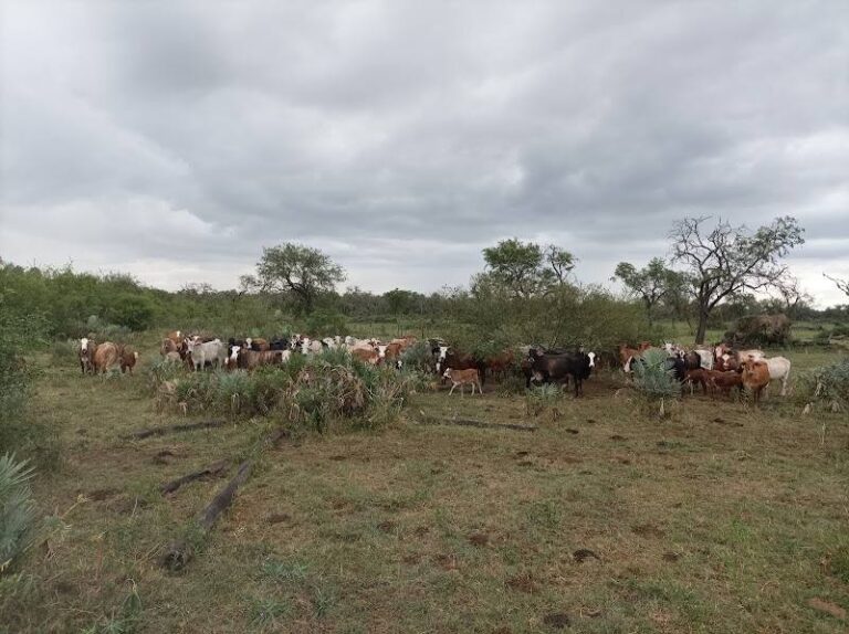 Estancia San Silvestre