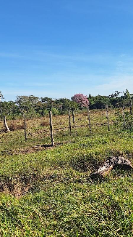 Finca carlos frutos