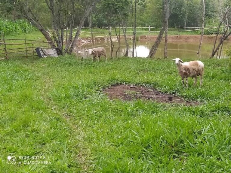 Granja Alex Zein Salman