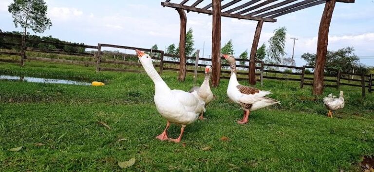 "Granja Arary"