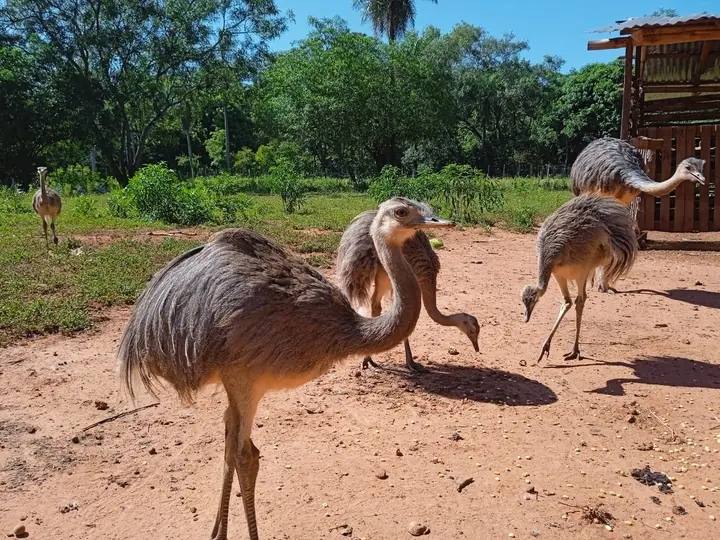 Granja Ecológica Villa-Merced