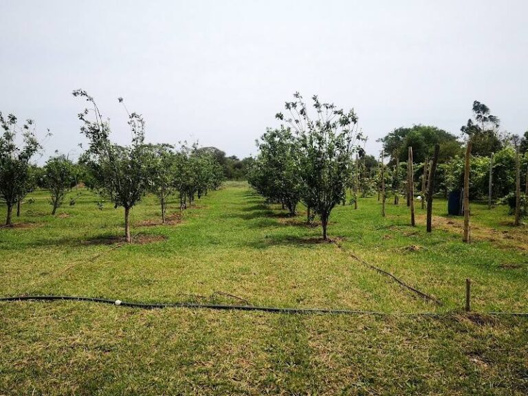 Granja La Soñada