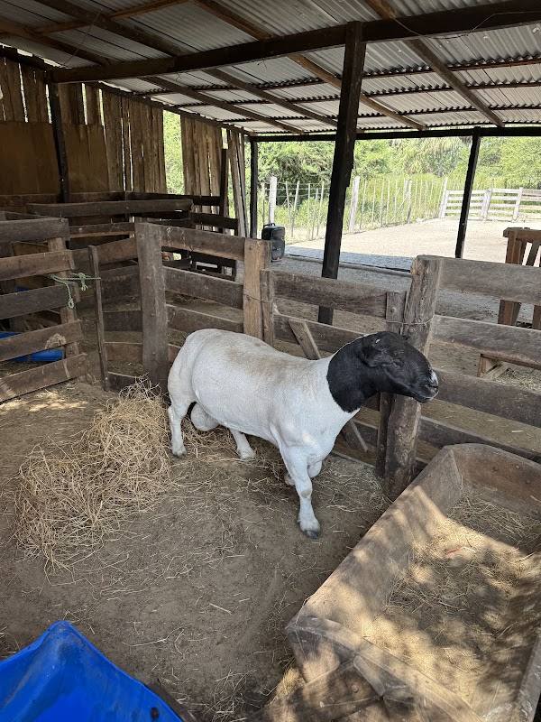 Granja Ña Eustaquia - Ña Elida