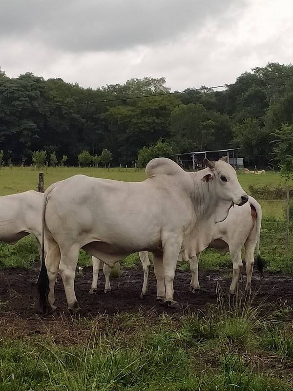 Granja Ña Tolé