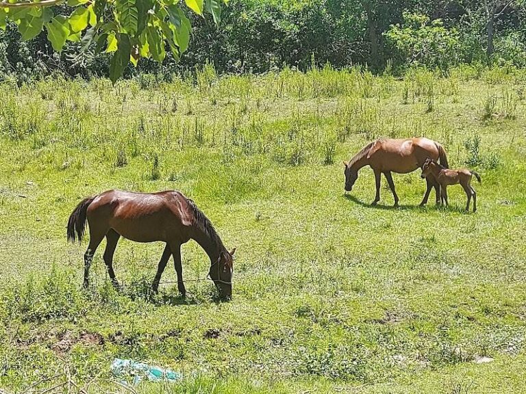 Granja Nuny