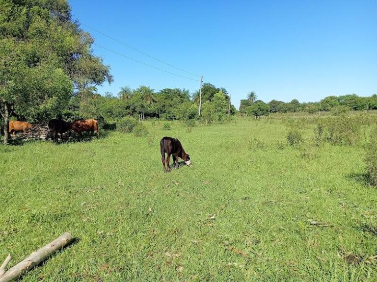 Granja Ocampo Céspedes