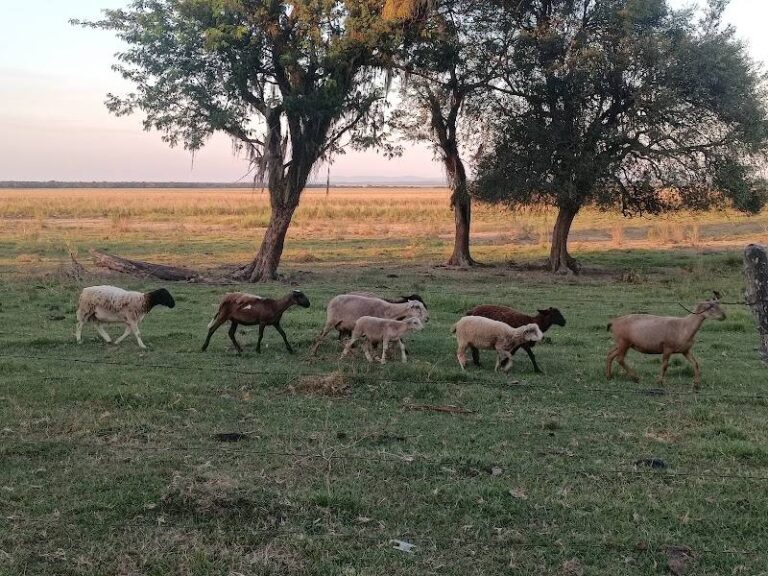 Granja San Rafael