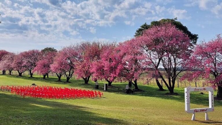 Paseo Turístico Natural del Cerezo en flor (Sakura)