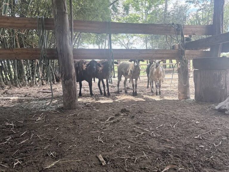 RANCHO ARAUJO