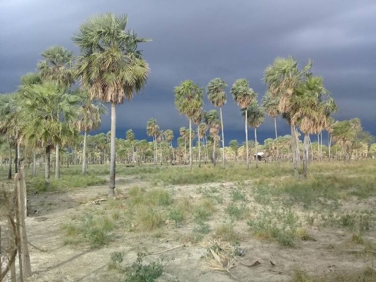 Rancho Fénix