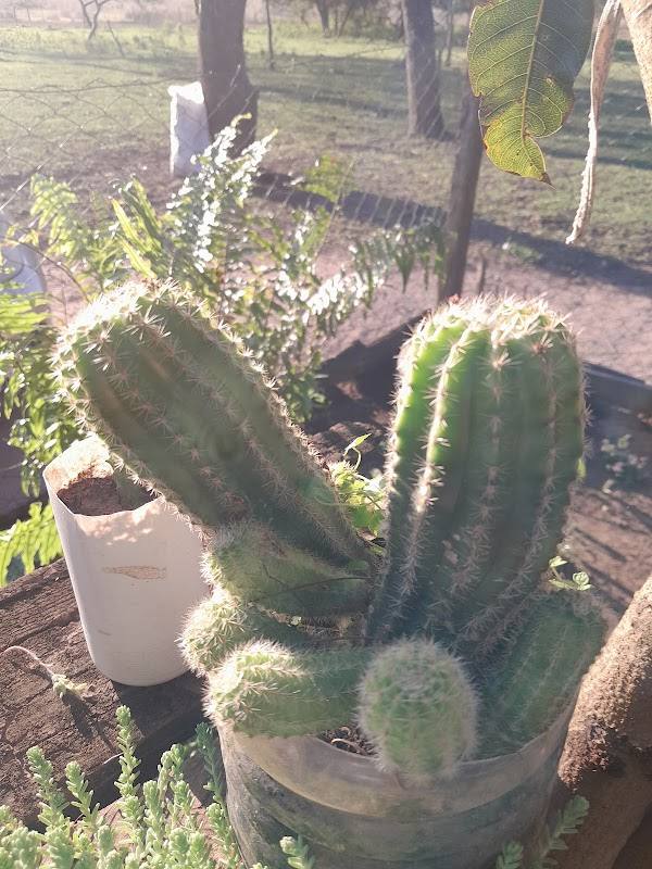 Rancho tarave. Puerta de Lomarugua
